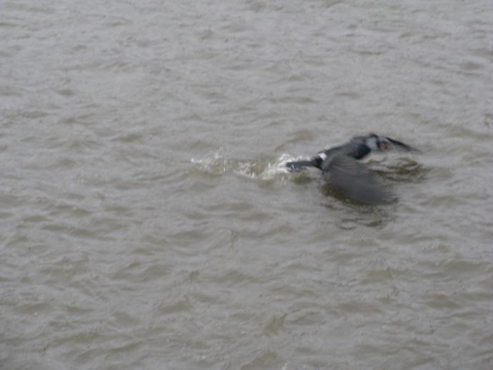 カワウ離水