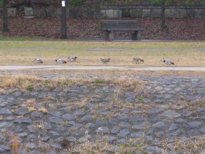 ヒドリガモ高水敷