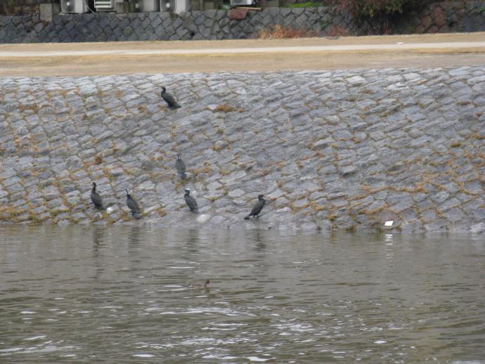 カワウ護岸で