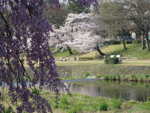 半木の道枝垂れ桜