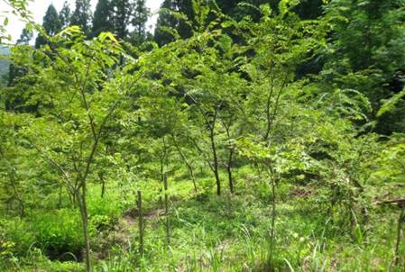 広葉樹の植栽