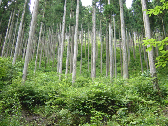 適正に管理された森林（木材生産型）