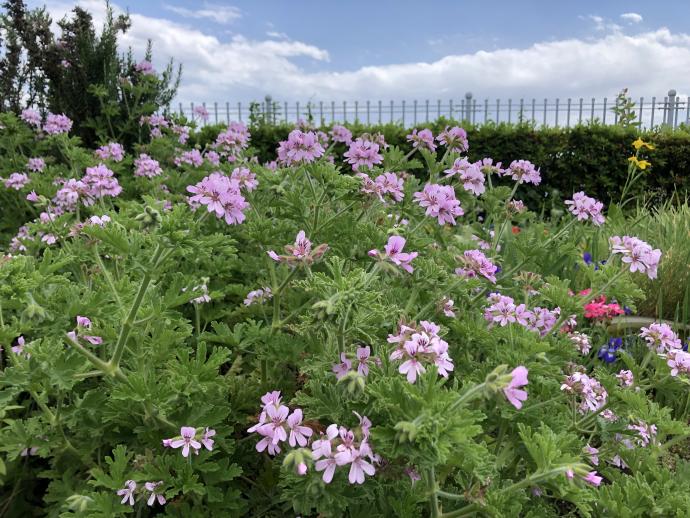 他の花1