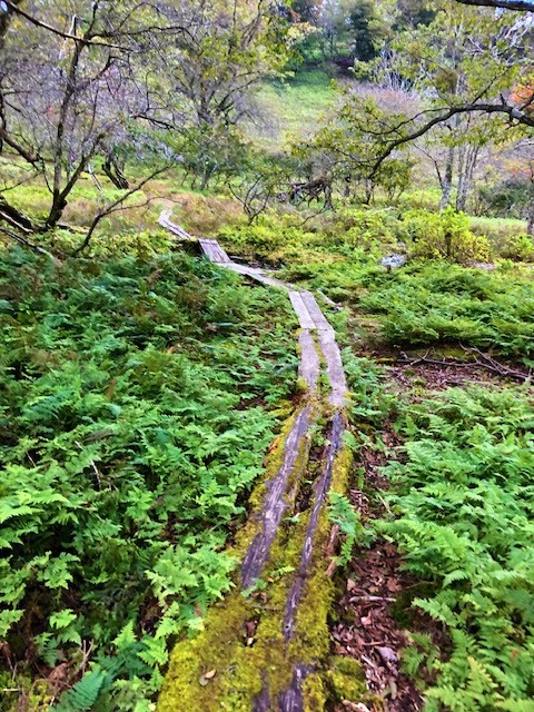 八丁平の散策道