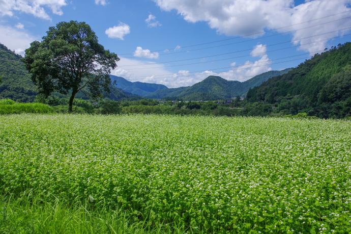 荞麦田 