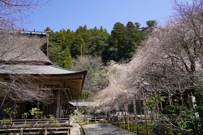 常照皇寺の写真です。