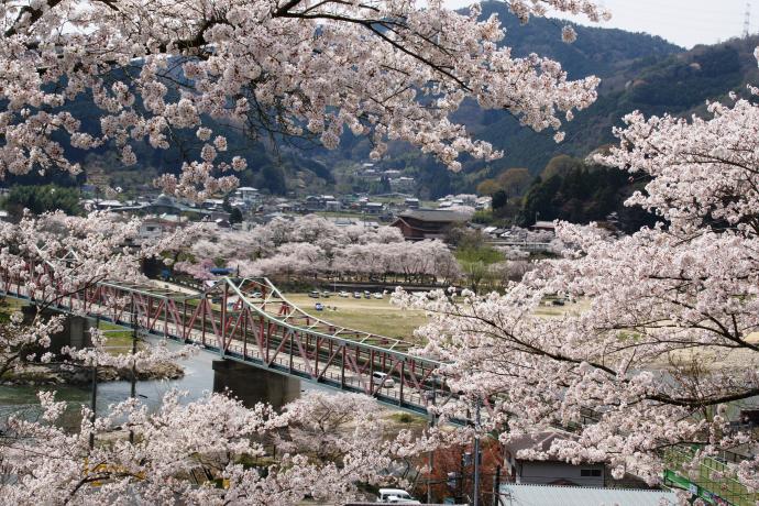 木津川河川敷と桜