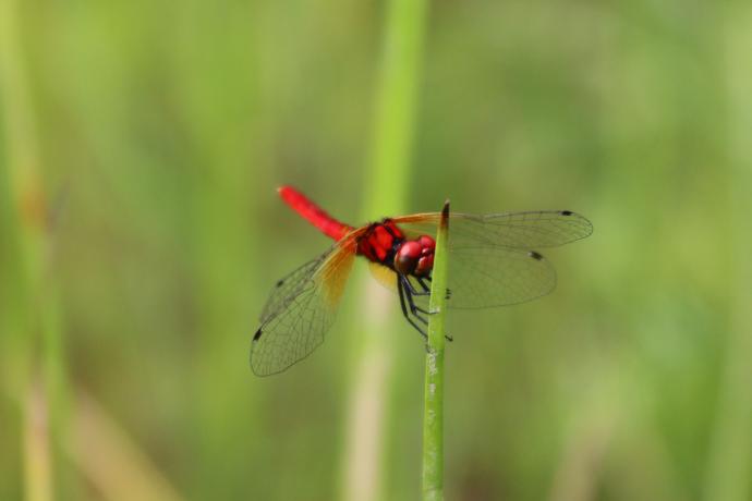 ハッチョウトンボ