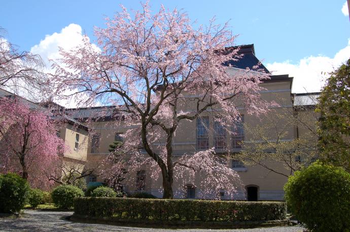 写真:しだれ桜