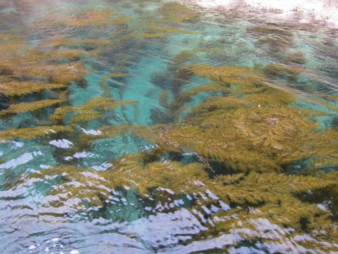 海面にたなびくアカモク群落