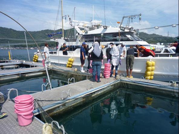 生け簀から稚魚を運ぶ様子