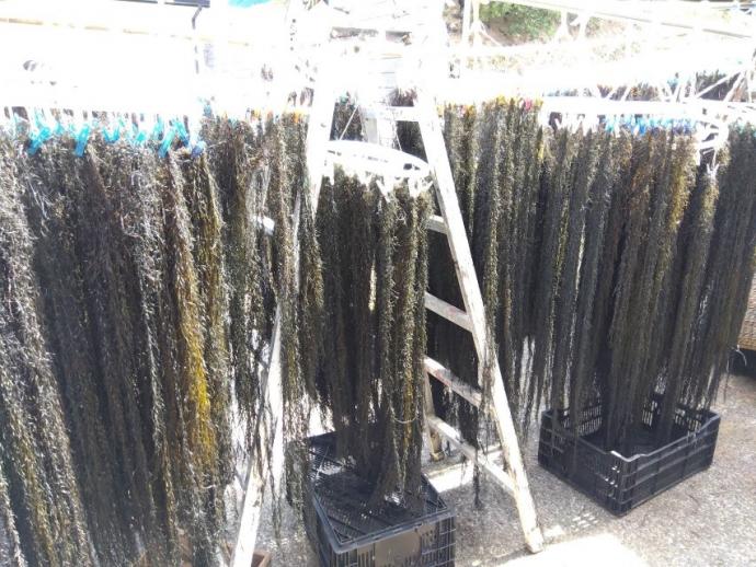 ジョロモクを干している様子