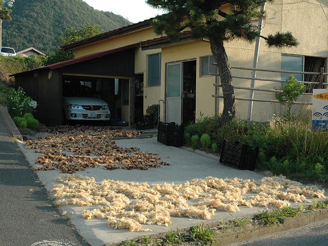 天日干しと洗浄を繰り返して白くなったテングサ