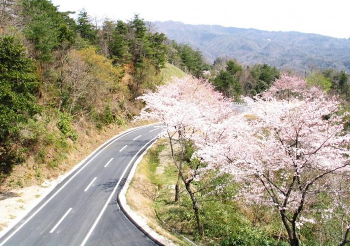 大内線の桜