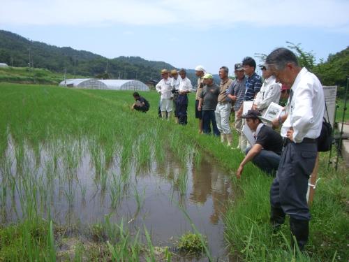 冬期湛水ほ場