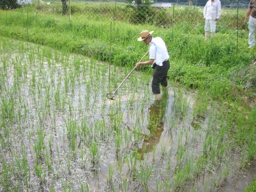 除草器具の実演