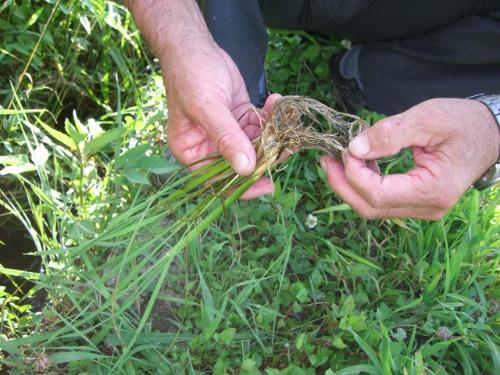 分けつと根の状態を確認