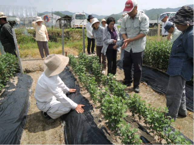 小ギク栽培支援