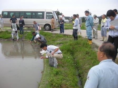 冬期湛水ほ場でトロトロ層を確認