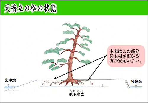 天橋立の松の状態（じょうたい）