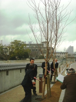 桜の植樹の様子