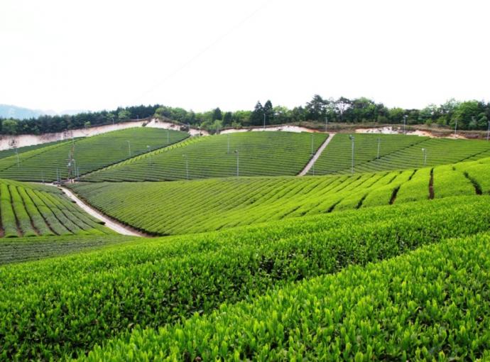 南山城村－茶園