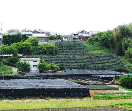 京田辺市－茶園③