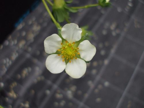 いちごの花の写真